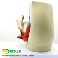 SELL 12440 Life Size Pelvis Section Anatomical Model 3part Anatomy